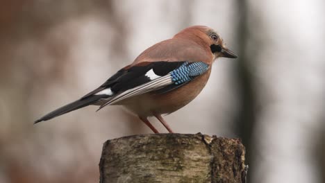 Slow-Motion-Beautiful-Extreme-Close-Up-of-Eurasian-Jay-Perched-on-a-Tree-Trunk-Looking-for-Food