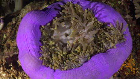 Rosa-Stinktier-Anemonenfisch-In-Lila-Seeanemone-Am-Korallenriff-In-Der-Nacht