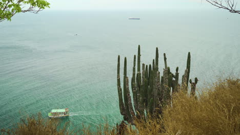 A-cactus-cacti-plant-sits-in-front-of-the-pacific-ocean-in-Mazatlán,-Sinaloa-Mexico-with