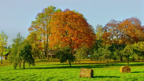 Morning-Sunshine-Into-Autumn-Trees-And-Green-Field-With-Hay-Bale-Rolls