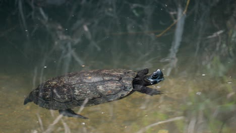 Kleine-Schwarze-Japanische-Sumpfschildkröte,-Die-Im-Teich-Schwimmt