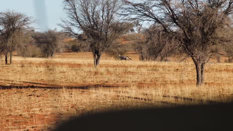 Eine-Einzelne-Antilope-Rennt-Schnell-Durch-Die-Wüste