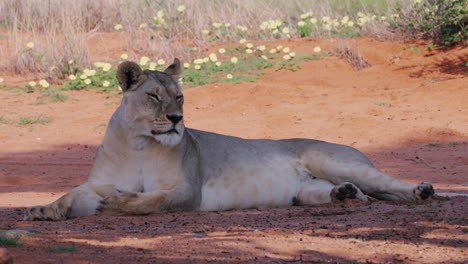 Lioness-Falling-Asleep-Upright-in-the-Shade-of-a-Tree-in-the-Middle-of-the-Bushveld-in-Central-Kalahari-Game-Reserve-Botswana-Africa---Fixed-Shot