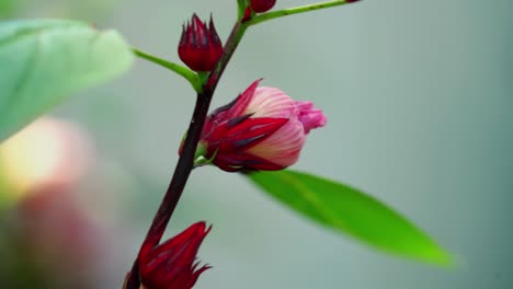 Wind-Blowing-Pink-Flower-Roselle-Hibiscus-Sorrel,-Ant-Crawling-on-Flower
