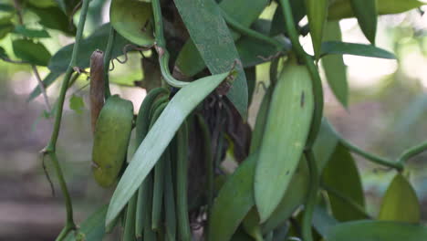 Green-pods-growing-on-vanilla-plant-vines-in-jungle,-pedestal-shot