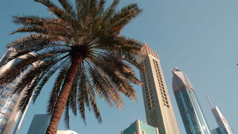 Palmera-Tropical-Frente-A-Los-Rascacielos-De-Dubai-Sheikh-Zayed-Road