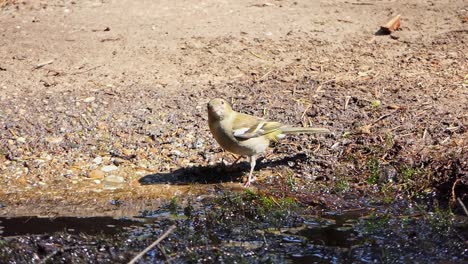 A-female-finch-drinks-water-from-a-puddle