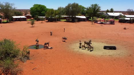 Vuelo-De-Drones-Sobre-Un-Albergue-En-Namibia-Donde-Muchos-Antílopes-Beben-De-Un-Pozo-De-Agua