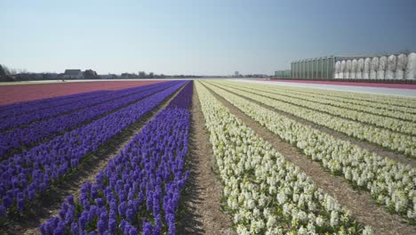 Blick-Durch-Reihen-Von-Bunten-Feldern-Mit-Hyazinthenblumen-Im-Frühling