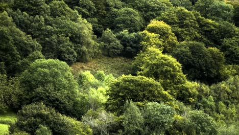 Frondosos-árboles-Verdes-Comienzan-A-Obtener-Su-Color-Otoñal-En-Un-Denso-Bosque-Salvaje-En-El-Reino-Unido