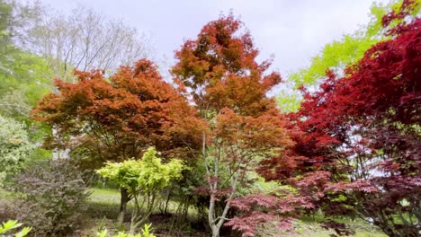 Japanische-Ahorne-Im-Frühjahr-Pfanne-Mit-Farbe