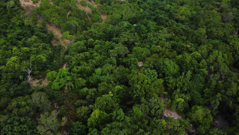 Aerial-flyover-tropical-forest-trees-at-Nui-Chua-National-Park-in-Vietnam-during-sunny-day