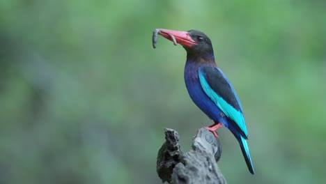 the-javan-kingfisher-eats-worms-while-perching-on-a-dry-branch