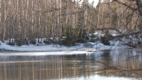 elegant-swans-rest-on-meltingblock-of-ice-in-sunny-scenic-spring-landscape