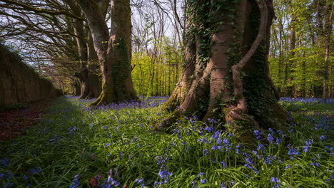 Time-Lapse-of-Bluebells-Forest-during-spring-time-in-natural-park-in-Ireland