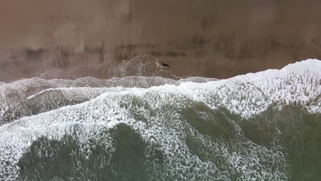 Aerial-view-of-surfer-walking-through-white-wash-with-their-board-at-black-sand-beach-in-Piha,-New-Zealand