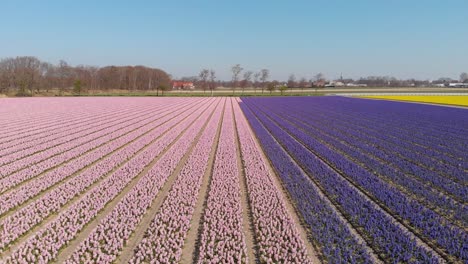 Flying-Over-Field-Of-Hyacinths-On-A-Sunny-Day---aerial-drone-shot