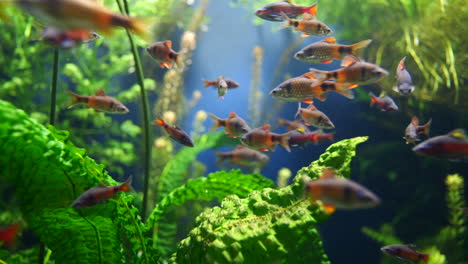 School-of-purple-orange-fish-swimming-in-clean-aquarium-between-green-water-plants---close-up-static