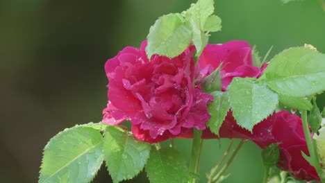 Rosa-Rosa-Flores-Después-De-La-Lluvia