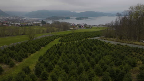 Cultivo-De-árboles-De-Navidad-En-Una-Tierra-De-Cultivo-Durante-Un-Día-De-Niebla-Cerca-De-Jorpeland,-Noruega