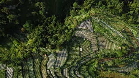 Vogelperspektive-Auf-Terrassierte-Gemüseplantagen-Am-Rande-Des-Dschungels-In-Java-Indonesien