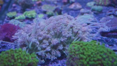 Weht-Lila-Rosa-Und-Grüne-Anemonen-In-Einem-Meerwasseraquarium