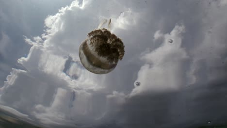 Medusas-Flotando-En-La-Superficie-Del-Mar-Con-Reflejos-De-Cielo-Soleado-Y-Nubes