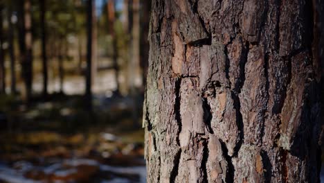 Aged-pine-tree-trunk-with-tree-bark-pattern,-coniferous-tree-forest-in-the-backdrop