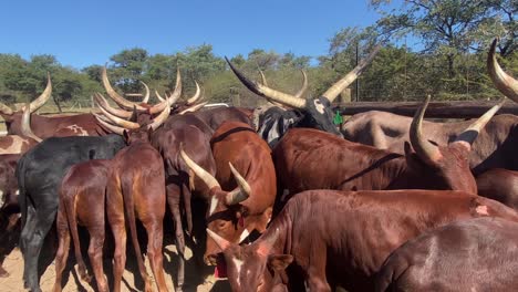 Parallax-close-up-of-many-individual-Watusi-cows-together-on-an-African-farm