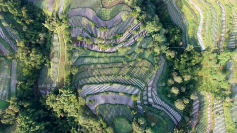 Terraced-fields-of-leek-plantation-on-volcano-slope-in-Wonolelo-Indonesia-aerial-top-down
