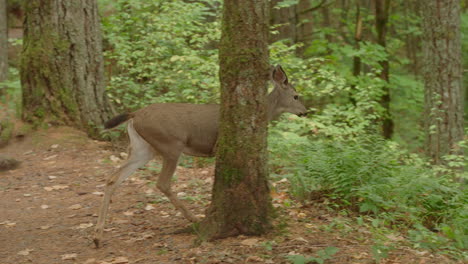 Slow-motion-shot-of-a-doe-crossing-a-hiking-trail-in-Oregon