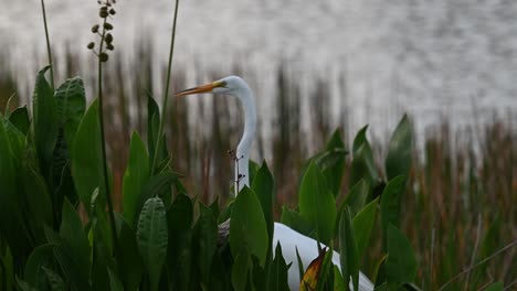 Great-White-Egret-on-the-hunt-for-insects,-snakes-and-fish-in-the-swamps-of-Florida,-U