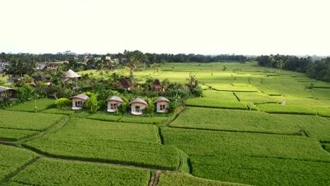 Villas-De-Bambú-En-Una-Terraza-De-Campo-De-Arroz-Verde-En-Ubud-Bali-Indonesia,-Antena