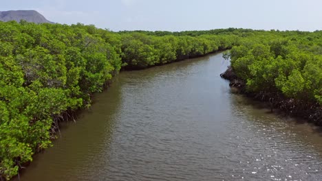 Healthy-mangrove-forests-of-Monte-Cristi-National-Park