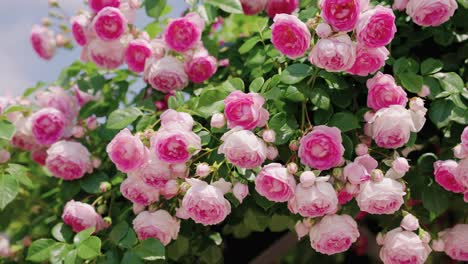 Pink-Rose-Bushes-Blooming-in-Spring-Sun,-Osaka,-Japan,-Pan-Right