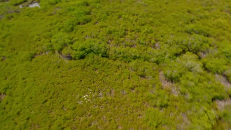 Aerial-Drone-Fpv-Over-Mangroves-Of-Parque-Nacional-El-Morro,-Montecristi-In-Dominican-Republic