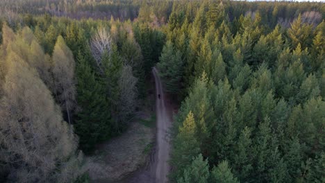 Birds-Eye-Aerial-Drone-View-Of-Lone-Man-Walking-Down-Path-Between-Fir-Pine-Forest-Green-Trees-In-Czechia-Countryside