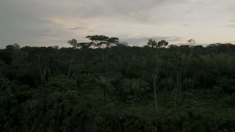 Malerische-Aussicht-Auf-Exotische-Waldbäume-Im-Amazonas-Regenwald