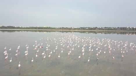 Kamerafahrt-Einer-Herde-Schöner-Und-Exotischer-Flamingos-In-Natürlicher-Umgebung,-Salzsee-Von-Larnaca,-Zypern