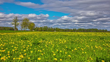 Static-shot-of-yellow-dandelions-field-in-evening-timelapse-with-dark-clouds-passing-by-over-the-evening-sky