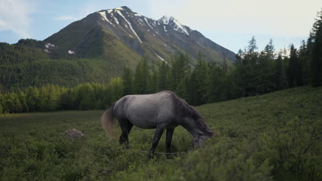 Wide-shot-of-a-White-horse-feeding-on-green-plants-in-a-valley-with-snow-capped-mountains-in-the-background