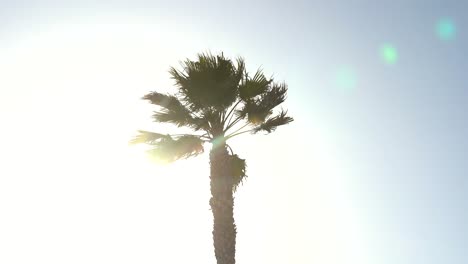 Palm-tree-against-a-backdrop-of-sunny-sky