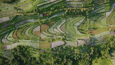 the-vegetable-plantation-with-dense-of-trees-that-planted-with-brocolli,-cabbage,-potatoes-and-green-onion,-central-java,-Indonesia