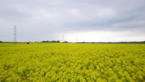 Aerial-flyover-blooming-rapeseed-field,-flying-over-lush-yellow-canola-flowers,-idyllic-farmer-landscape-with-high-voltage-power-line,-overcast-day,-low-drone-shot-moving-forward