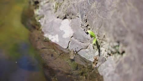 Libellenlarvennymphe,-Die-Im-Frühsommer-Wasser-Verlässt,-Japan-4k