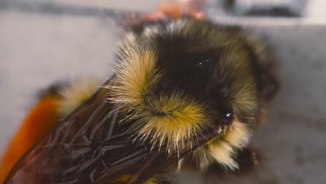 Mason-Bee-Brushing-itself-Macro-Shot