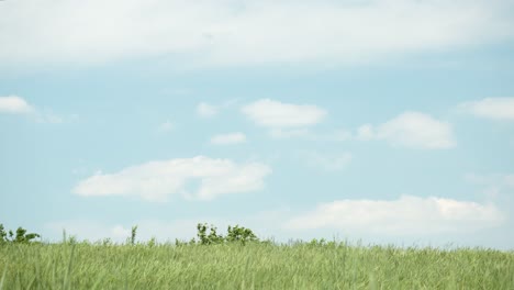 Grünes-Gras-Auf-Dem-Feld,-Das-Sich-Im-Wind-Mit-Weißen-Wolken-Und-Blauem-Himmel-Im-Hintergrund-Im-Sommer-Wiegt