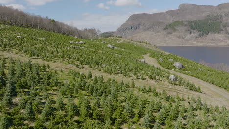 Christmas-tree-plantation,drone-flyover