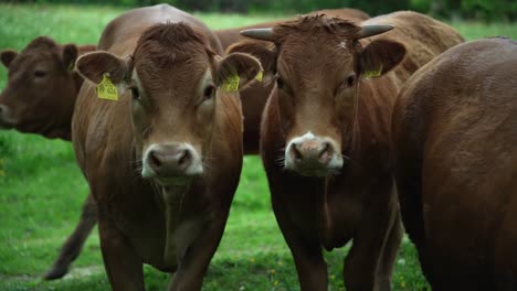 Dos-Hermosas-Vacas-Marrones-Curiosas-Paradas-En-Un-Prado-Verde-Y-Mirando-La-Cámara-Cuando-Se-Une-Una-Tercera-Vaca