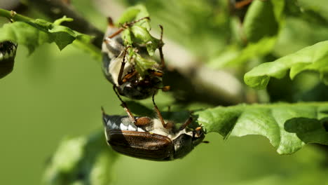Escarabajos-De-Mayo-Comiendo-Hojas-De-Roble-En-Primavera---Tiro-Macro